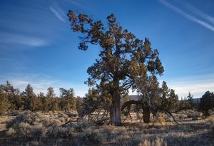 High desert badlands country