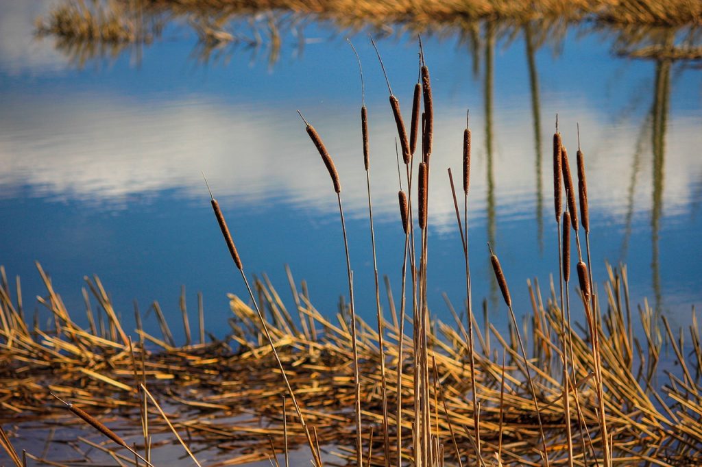 Cattails and tule reeds in the marsh