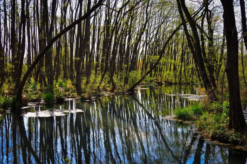 River marshland