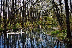 River marshland