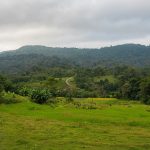 The paddy fields and green hills of Coorg, homeland of the Kodava