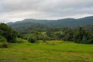 The paddy fields and green hills of Coorg, homeland of the Kodava