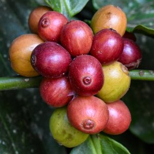 Ripe coffee, the crop that shaped the modern history of Coorg