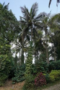 A coffee, coconut, and pepper estate in the hills of Coorg