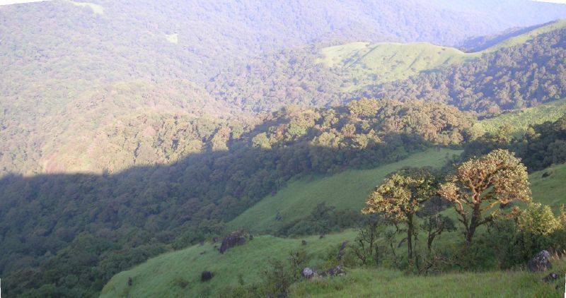 Coffee estates of modern Kodagu, central to Kodava life today