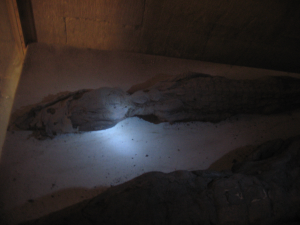 Mummified crocodiles from Kom Ombo, sacred to the god Sobek.