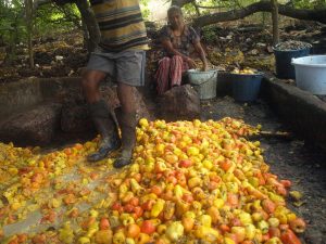 Crushing cashew apples to make the Goan spirit feni