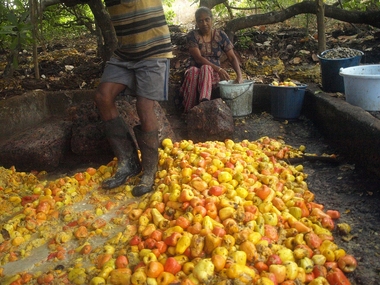 Crushing cashew apples to make the Goan spirit feni