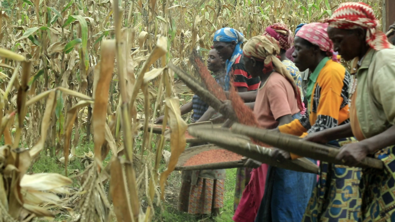 Women winnowing sorghum, a staple grain of the Konso alongside enset.