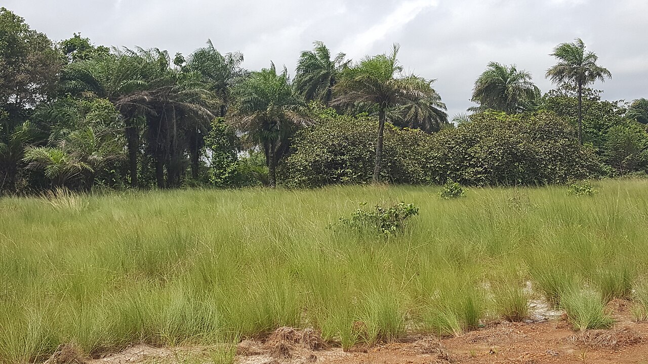 The grassland and forest country of central Liberia, the Kpelle homeland.