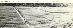 The rice harvest in Liberia; the Kpelle are farmers of upland rice.