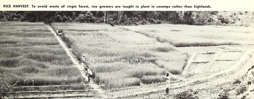 The rice harvest in Liberia; the Kpelle are farmers of upland rice.