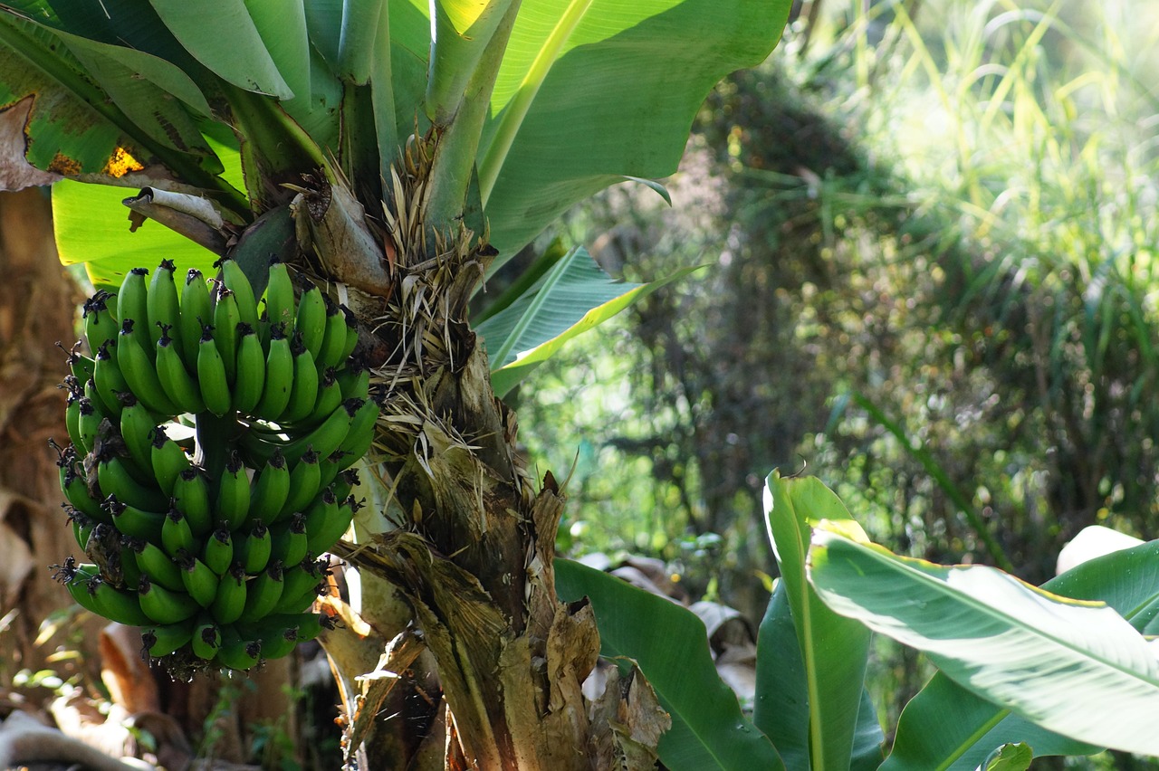 Plantains