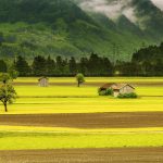 Forest-savanna country