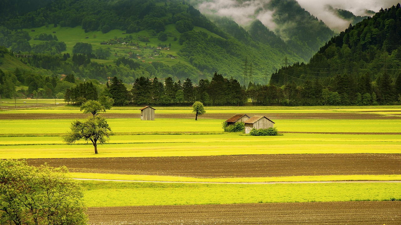 Forest-savanna country
