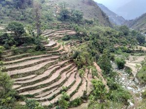 Terraced fields, the Kumaoni way of hill cultivation