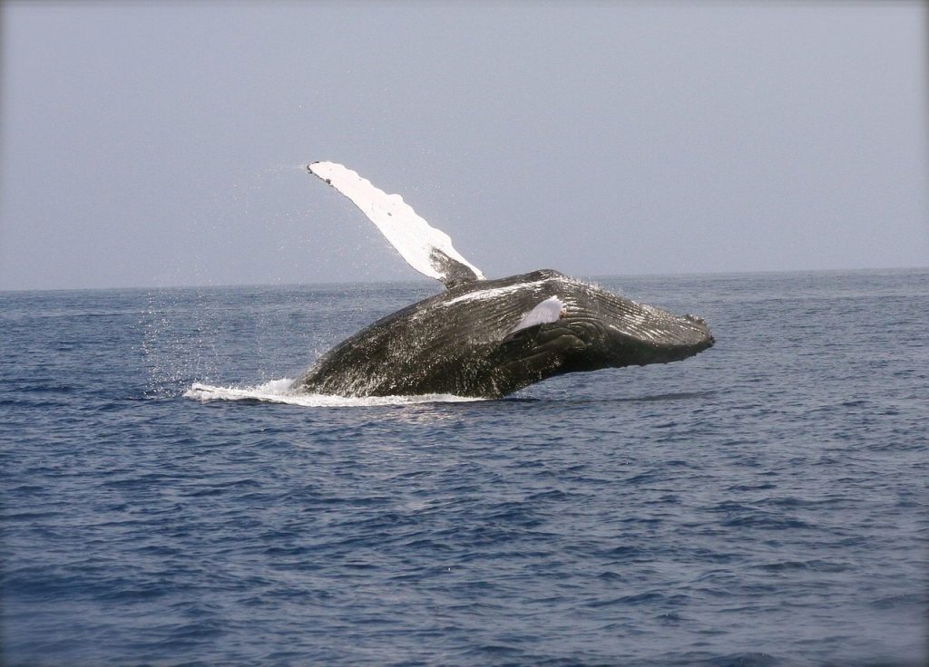 Whale Breaching photo and picture