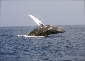 Whale Breaching photo and picture