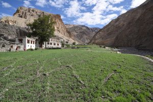 Barley fields in the Markha valley, the Ladakhi way of high-altitude farming