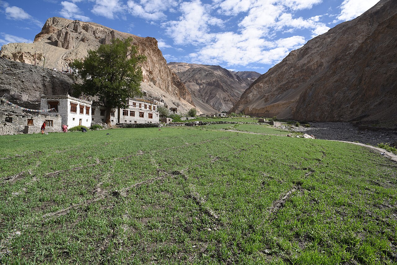 Barley fields in the Markha valley, the Ladakhi way of high-altitude farming