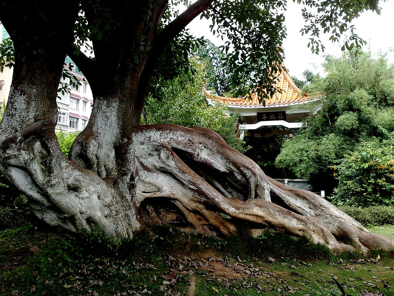 The Pu'er country of the Lahu in Yunnan
