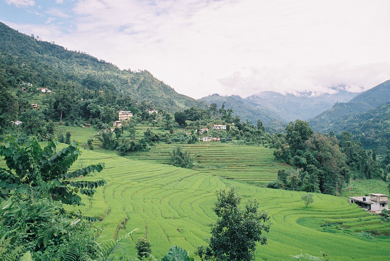 Terraced rice fields in the hills of the Lepcha country