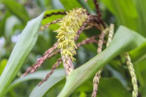 Maize