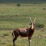 The savanna