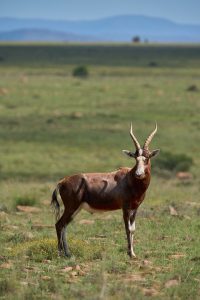 The savanna