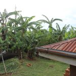 Banana planting in a Luhya homestead in the green hills of western Kenya.