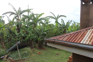 Banana planting in a Luhya homestead in the green hills of western Kenya.