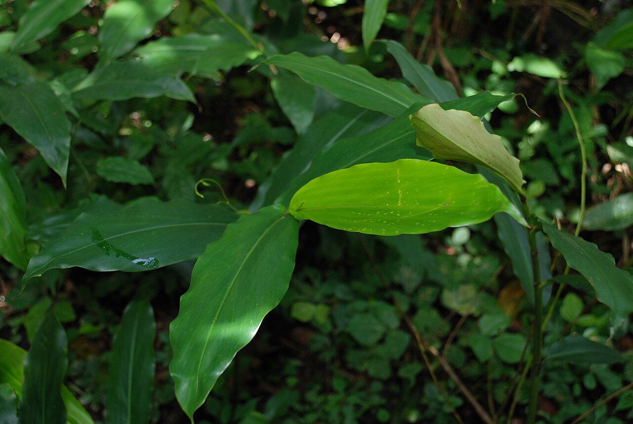The Kakamega Forest, the last tropical rainforest in Kenya, at the heart of Luhya land.