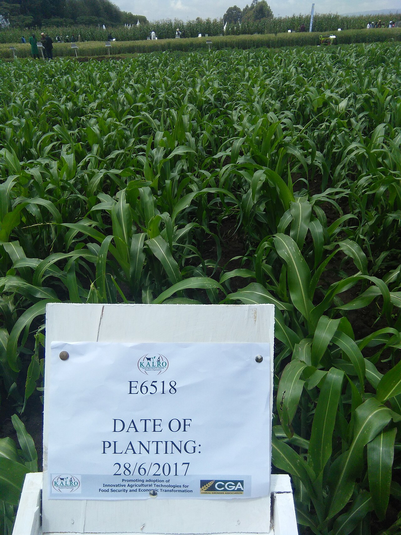 Maize farming in western Kenya, the mainstay of Luhya agriculture.