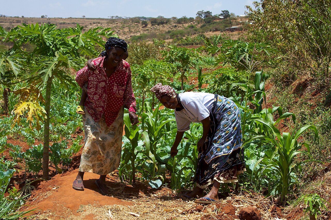 Smallholder farmers in Kenya; the Luhya are among the country's foremost cultivators.