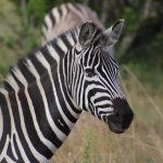 The lakeland of Kenya
