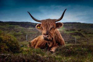 Cattle on the plain