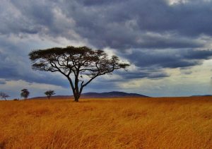 An acacia on the savanna