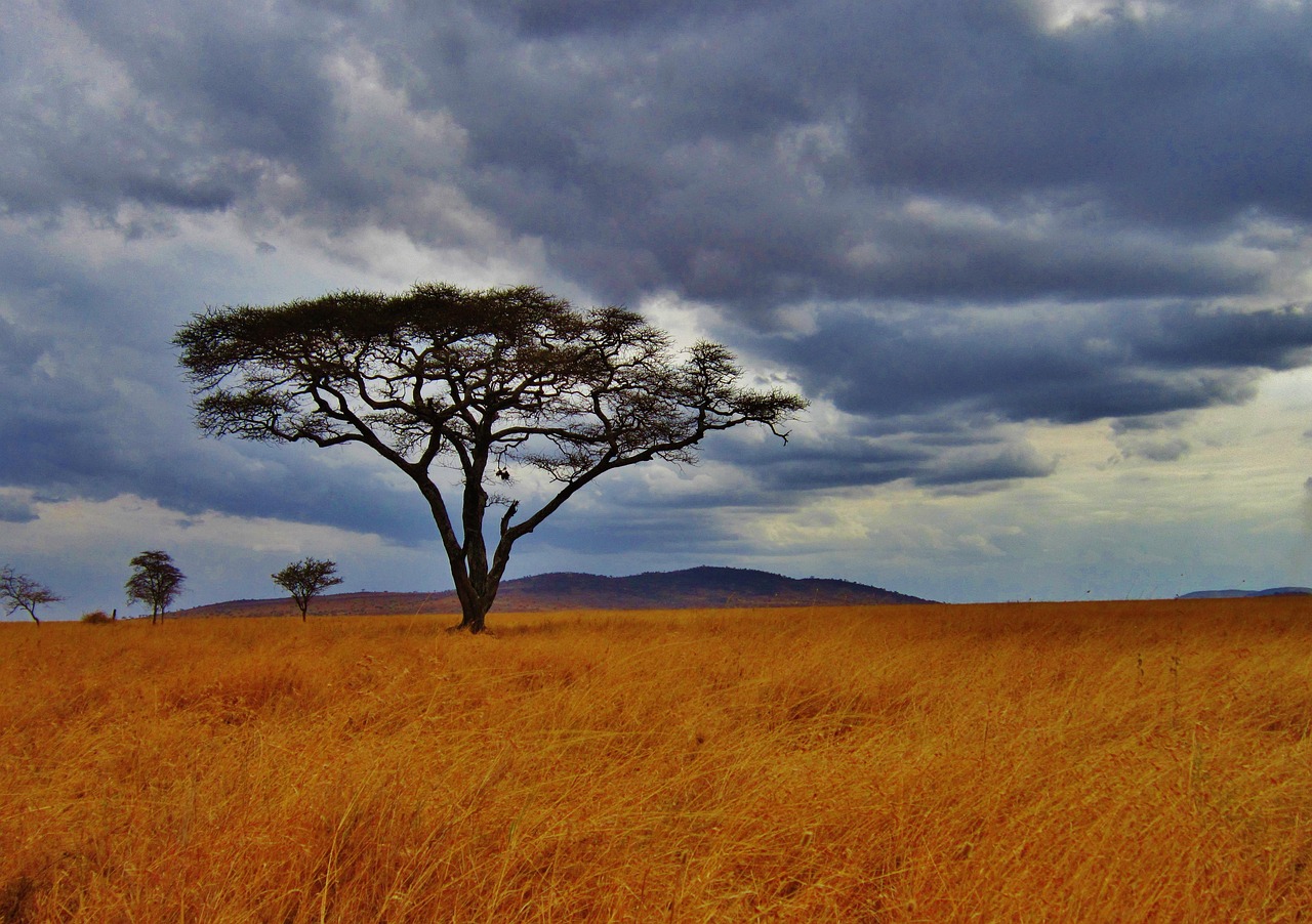 An acacia on the savanna