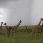 The Maasai Mara