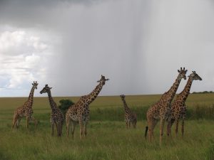 The Maasai Mara