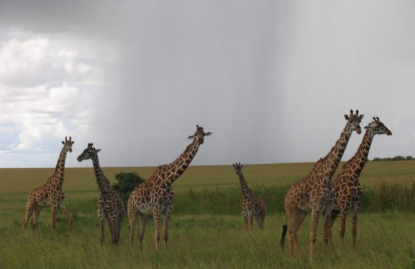 The Maasai Mara
