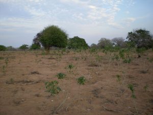 A cassava field; cassava is a staple of the Makua diet.