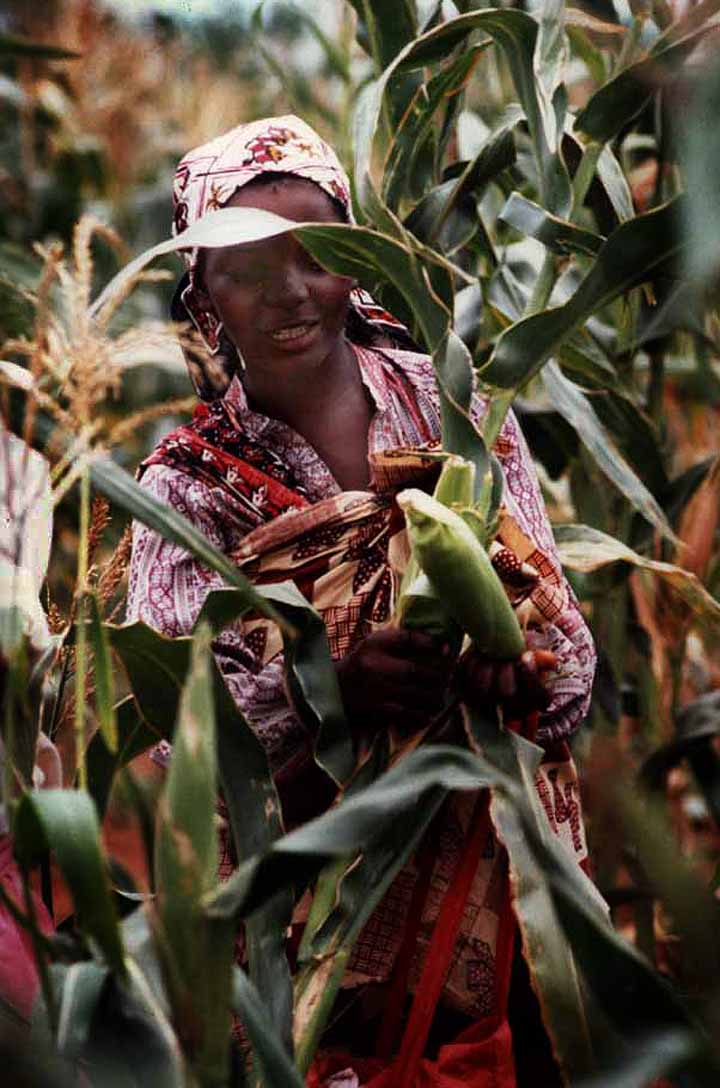 Women with maize in Mozambique; Makua society is traditionally matrilineal.