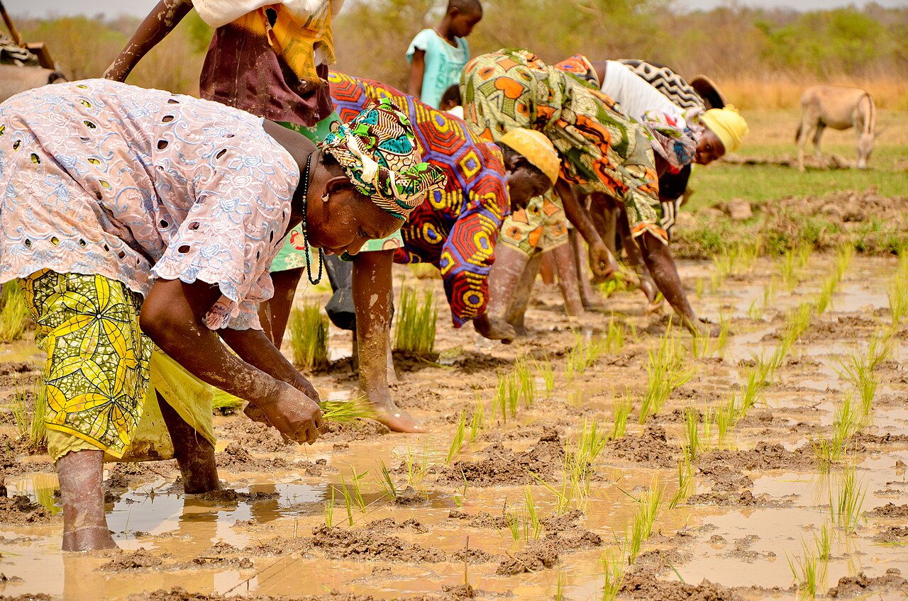 Rice fields in the Gambia; the Mandinka are farmers of rice, millet and groundnuts.