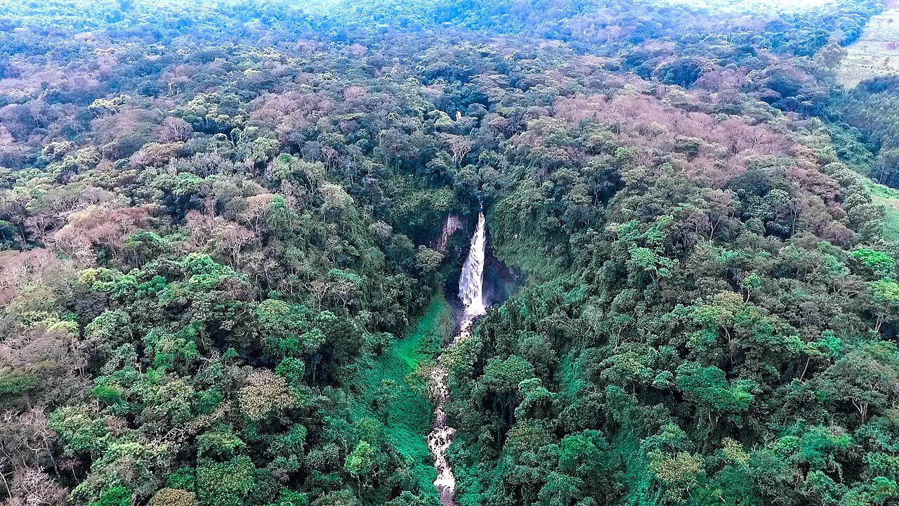The forests of the northeastern Congo, the Mangbetu homeland.