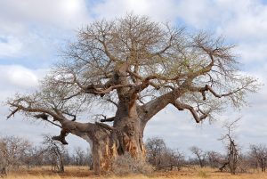 An ancient baobab in the Mapungubwe landscape, some of them older than the kingdom itself