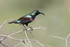 Wildlife in Mapungubwe National Park, which protects the setting of the ancient capital