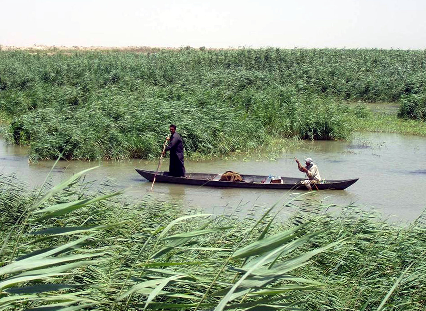 Marsh Arabs poling a mashoof, the slender reed canoe of the wetlands.