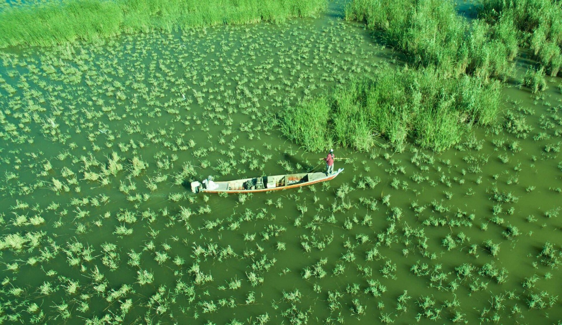 The revived marshes near Chibayish, restored after their destruction.