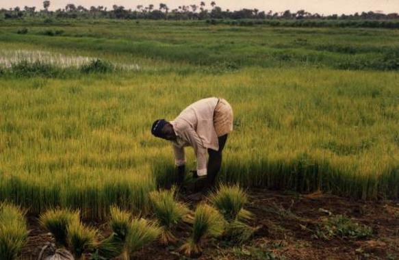 Rice farming in Sierra Leone, the mainstay of Mende agriculture.